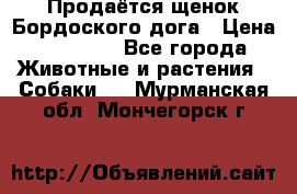 Продаётся щенок Бордоского дога › Цена ­ 37 000 - Все города Животные и растения » Собаки   . Мурманская обл.,Мончегорск г.